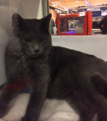 Nergal (paris animal show 2018) 3